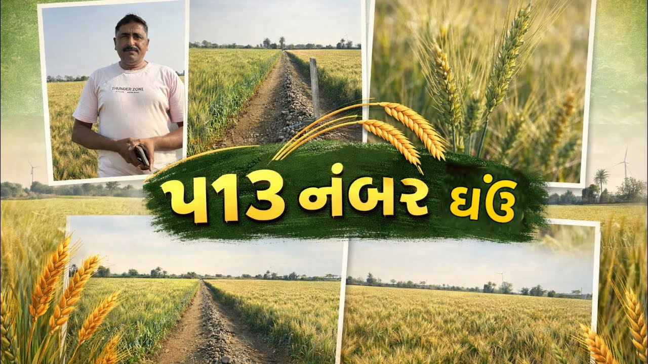 ૫૧૩ ઘઉં ખાવા માટે સૌથી ઉત્તમ ઘઉં #ખેડૂત #ઘઉં