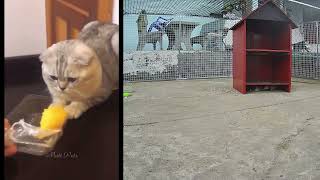 😸🐕 New Funny Cats and Dogs Videos 😹🐱 New Funny Animals 2024 # 3