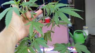 Topped the GDP and Pound Cake in the big pots!