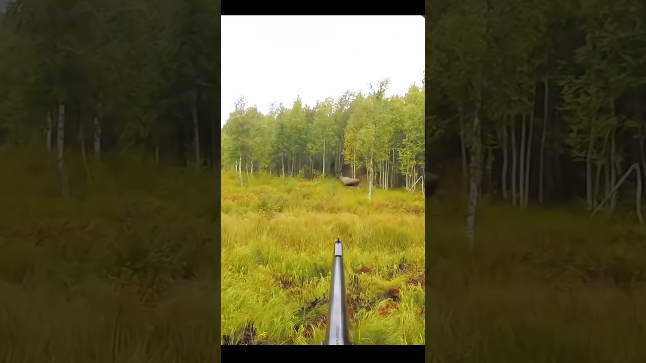 Moose hunting close range 🫎