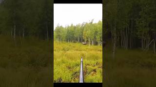 Moose hunting close range 🫎#hunting #deer#moose#chasse