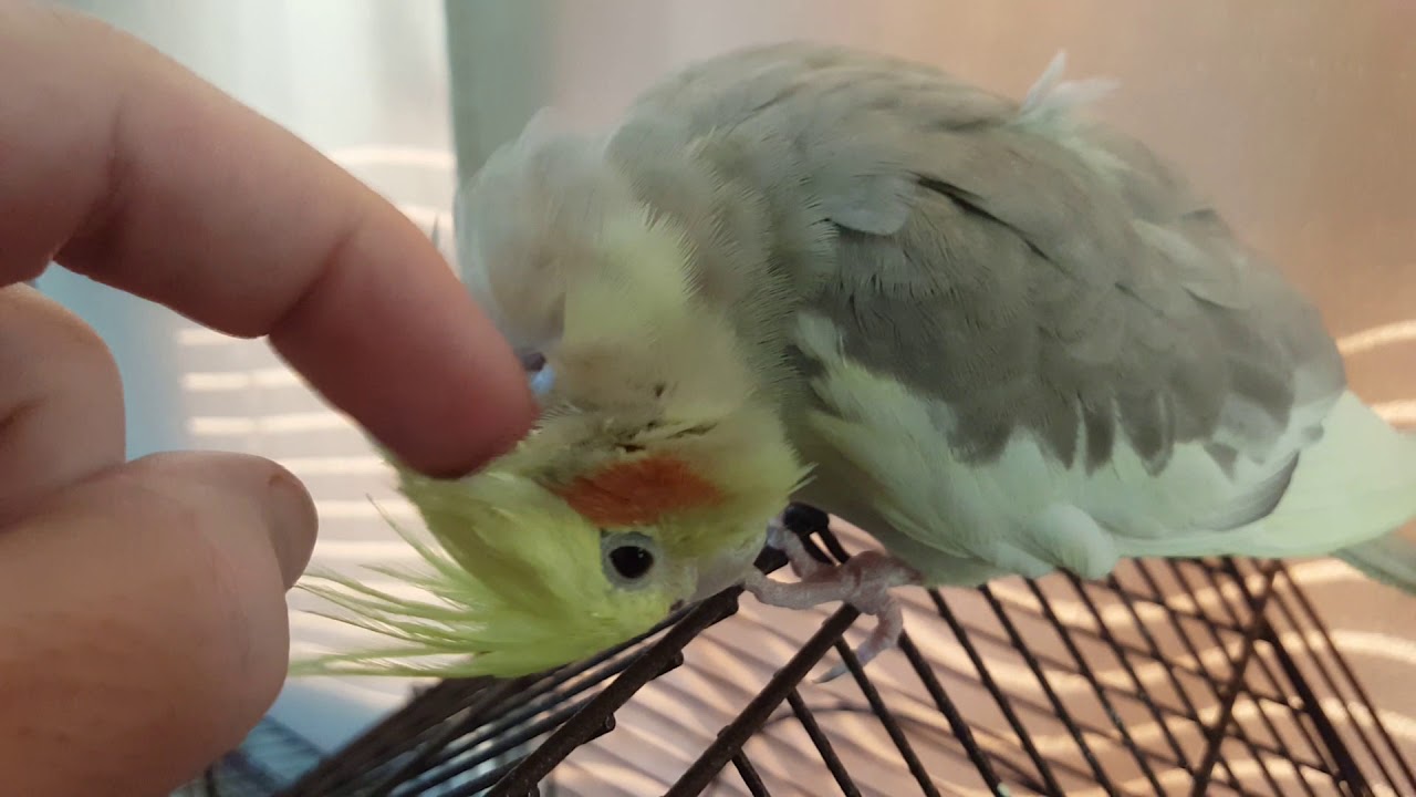 Cockatiels Getting Head Rubs YouTube