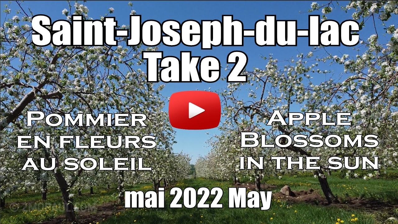 SaintJosephdulac Apple trees in bloom Take 2 in the sun May