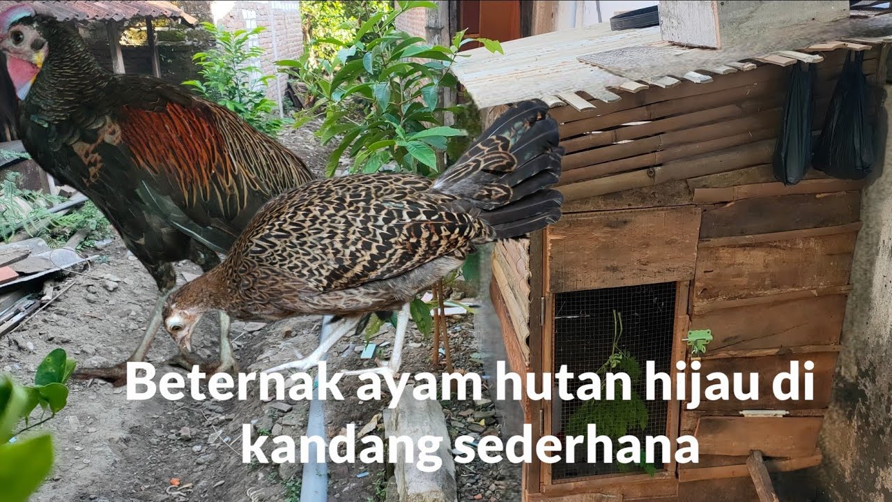 beternak ayam hutan hijau di kandang kecil sederhana