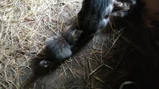 Two Kittens playing with their mother's tail by Cats on the Farm 245 views 1 year ago 54 seconds