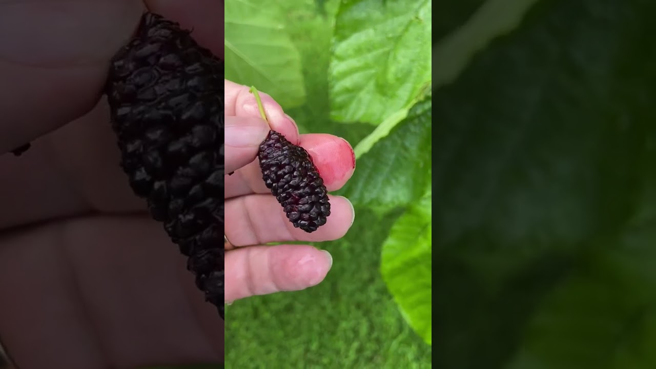 Illinois Everbearing Mulberry cropping very heavily - Ireland July 2023