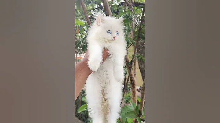 Watch the video about 😍Blue stone cattery/Doll face blue eye male kitten available,top quality,55 days old/call9112820553😍