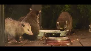 The Rain slowed down and the Raccoons came back. The Opossum join in the fun.
