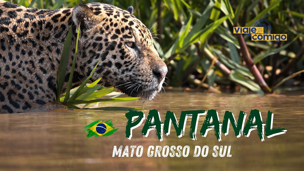 PANTANAL no MATO GROSSO DO SUL | Pousada Aguapé | BRASIL | Série Viaje Comigo