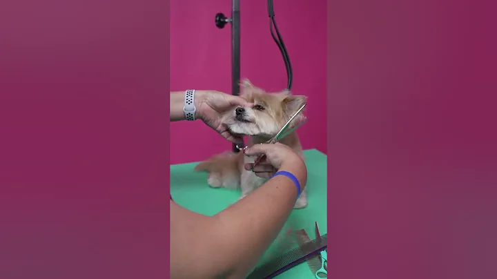 Dog Grooming Everyday Round Face Demo w/ Elizabeth...