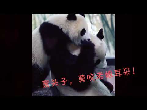Cute panda activities in Wild giant panda running funny walk Baby Panda daily eating bamboo #94