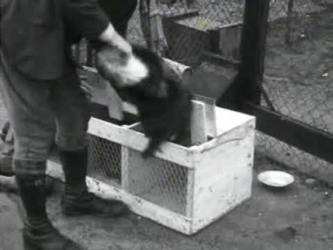 Silver Fox Farm In The Surrounding Area Of Amerongen Week Number 38 02 Youtube