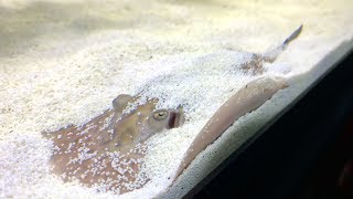 Freshwater Stingray Care Guide  Is a Stingray Home Aquarium Right For You?