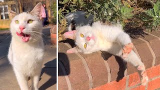 Street Cats | Go Away ! This is my Food 4K by Cats World 517 views 2 months ago 4 minutes, 49 seconds