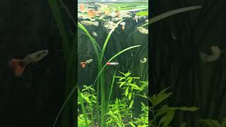 Fish Eating Live Brine Shrimp | Slow Motion Video #Short #Shorts