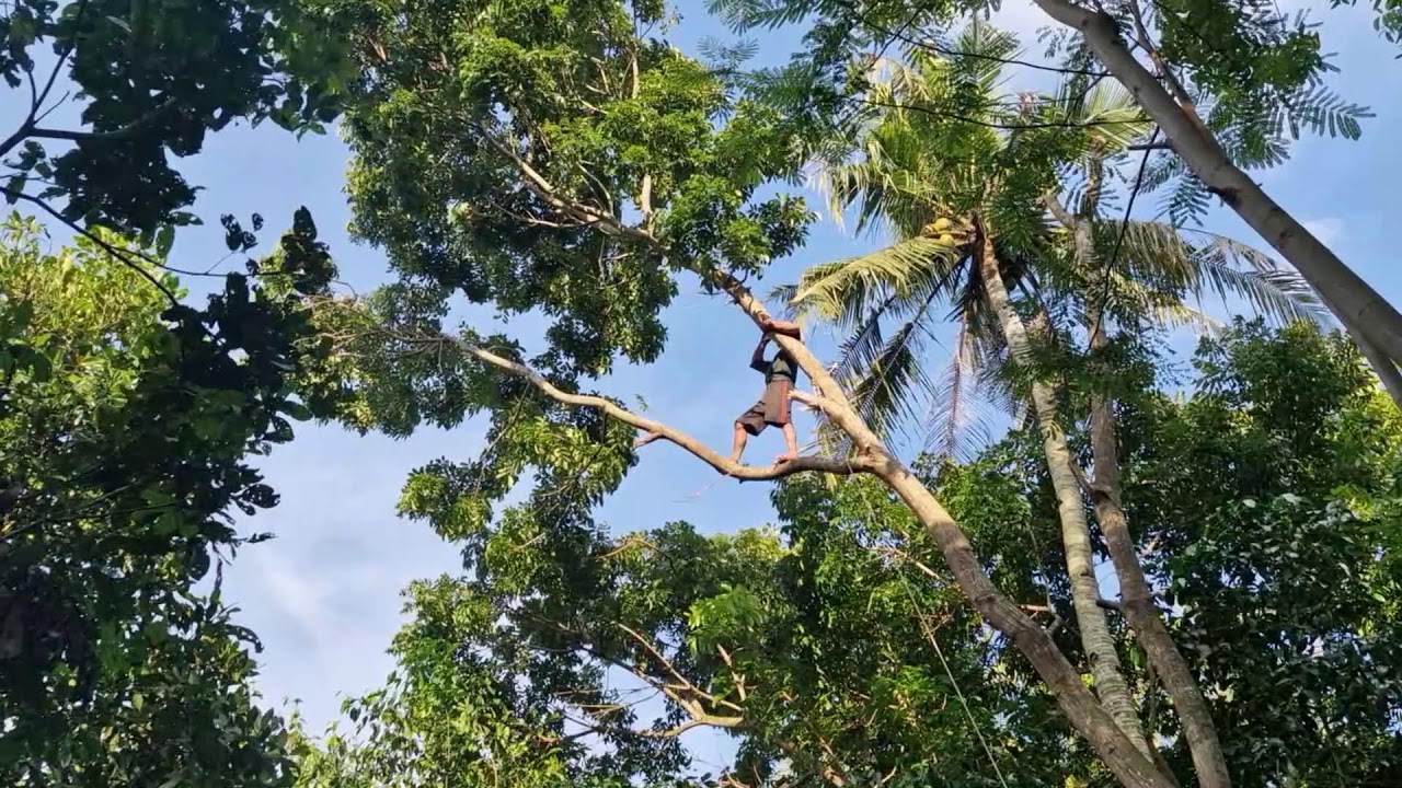 INCREDIBLE SKILL! EXTREME MAHOGANY PRUNING WITH SUPER SHARP TOOLS - Agriculture