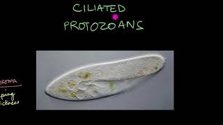 Protozoa | Biological Classification | Biology | Khan Academy