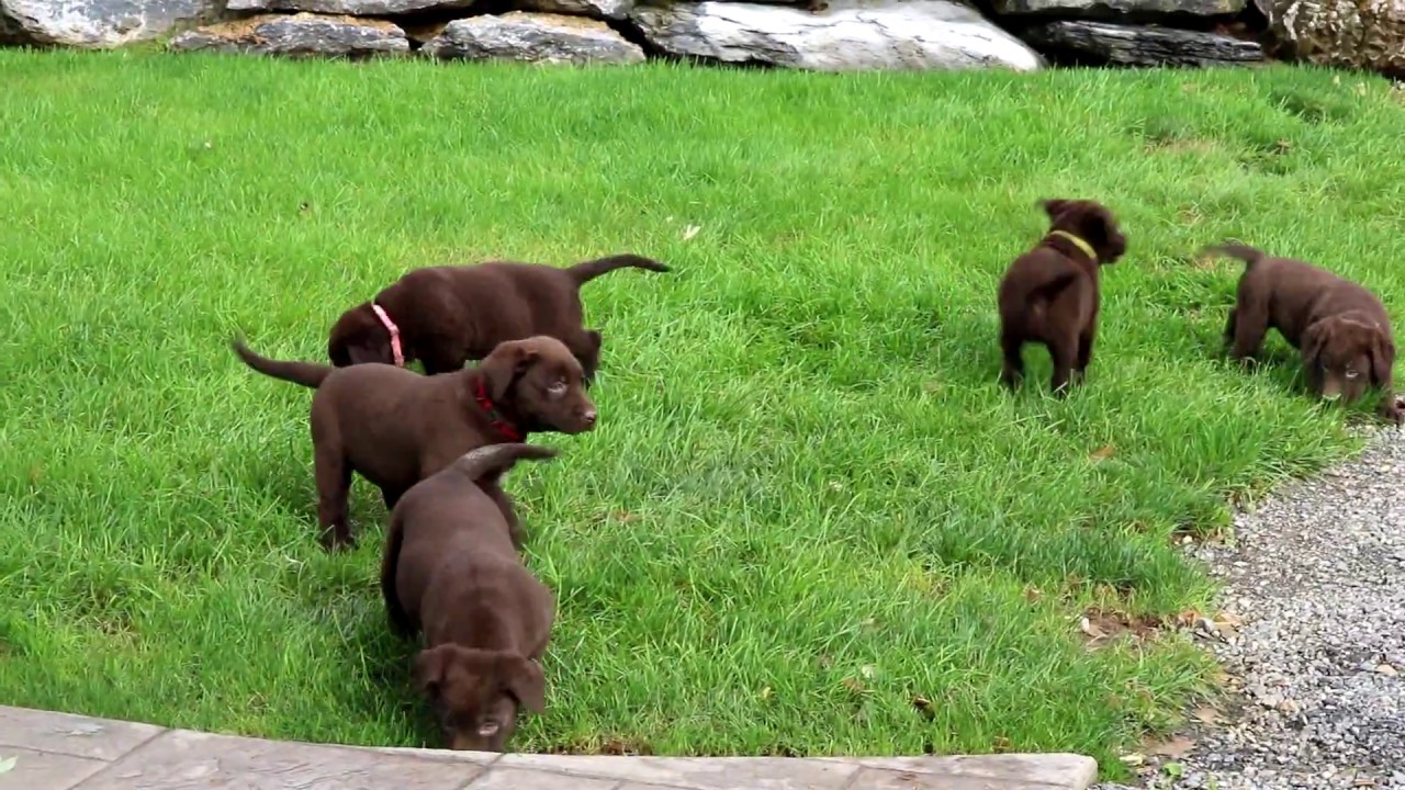 Chocolate Lab Puppies for Sale YouTube