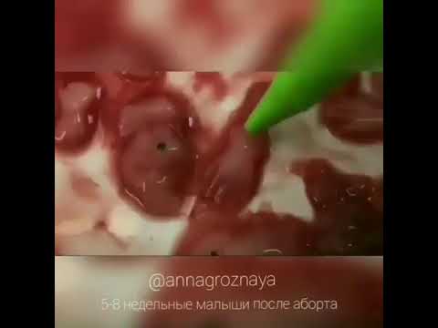 Беременность кошки — краткий ликбез для хозяев