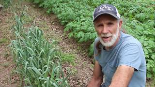 6 Top Survival Gardening Crops ~~Global Food Shortages? ~~ Crops You MUST Grow!