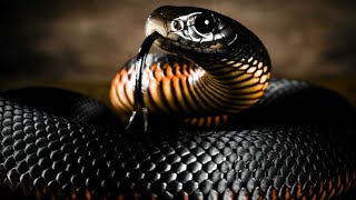 Nyoka hatari zaidi Duniani. BLACK MAMBA (KOBOKO)