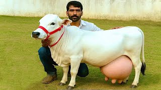 Smallest cow breeds in the world⭐️Top 10⭐️Miniature cows⭐️Guinness Book of World Records  Miniature Cattle Top 10 Miniature Cattle Minicows Minimoos