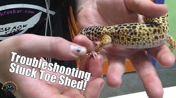 How to Help a Leopard Gecko With Stuck Toe Shed!
