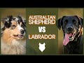 AUSTRALIAN SHEPHERD VS LABRADOR