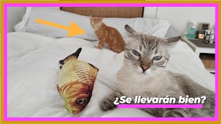 New cat at home! introducing new friends by Cat stories 205 views 2 years ago 7 minutes, 45 seconds