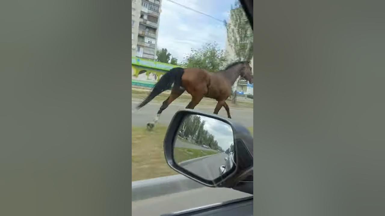 Одна лошадинная сила на дороге) - YouTube