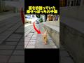 汚れた野良子猫がこんなに美しくなった！#保護猫 #cat