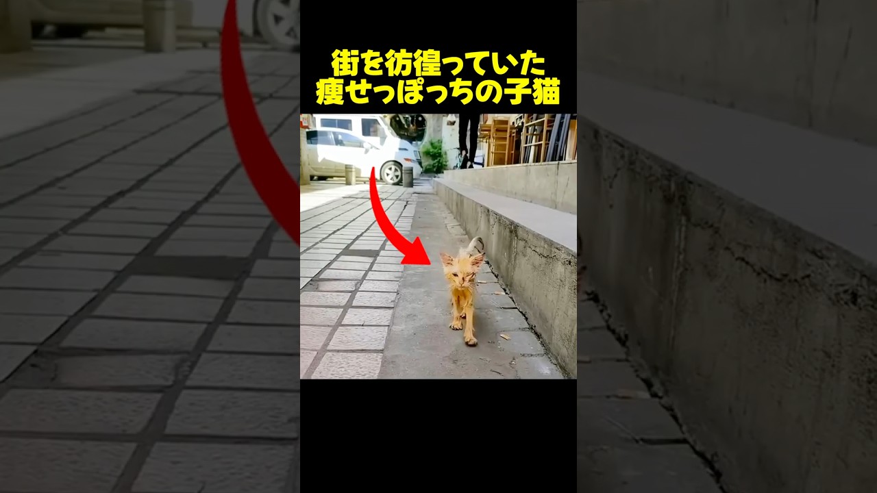 汚れた野良子猫がこんなに美しくなった！#保護猫 #cat
