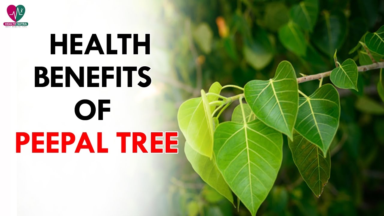 Health Benefits of Peepal Tree Health Sutra YouTube