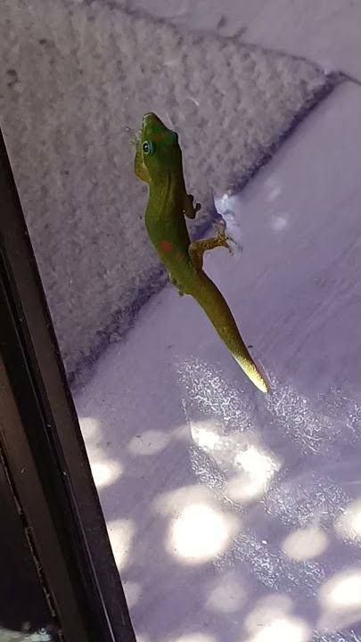 Lanai lizard in Waikiki