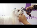 Asian Fusion Style Pet Trim by dog groomer Laura Jane Taylor