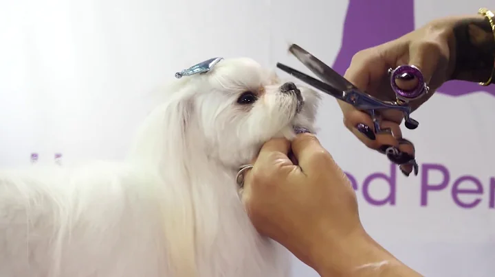 Asian Fusion Style Pet Trim by dog groomer Laura J...