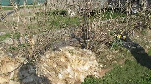 Using Wool for Mulch Part Two