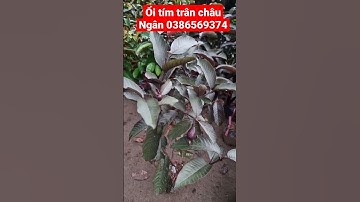 Ổi tím trân châu đột biến - Cây giống Cái Mơn, Chợ Lách - Ngọc Ngân Bến Tre 0386569374