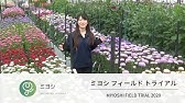 盆花アスター収穫出荷作業の流れをまったり見る Youtube 盆花アスター収穫出荷作業の流れをまったり見る Youtube