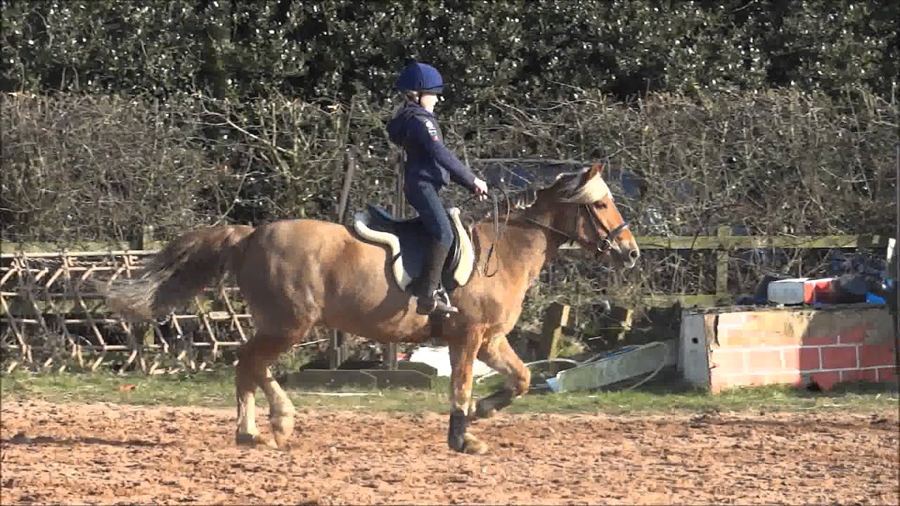 *Marcus* Clear round show jumping Cross lane equestrian centre YouTube