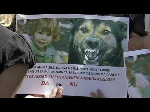 Video: Romanya Mahkemesi Sokak Köpeği Ötanazi Yasasına Karşı Karar Verdi