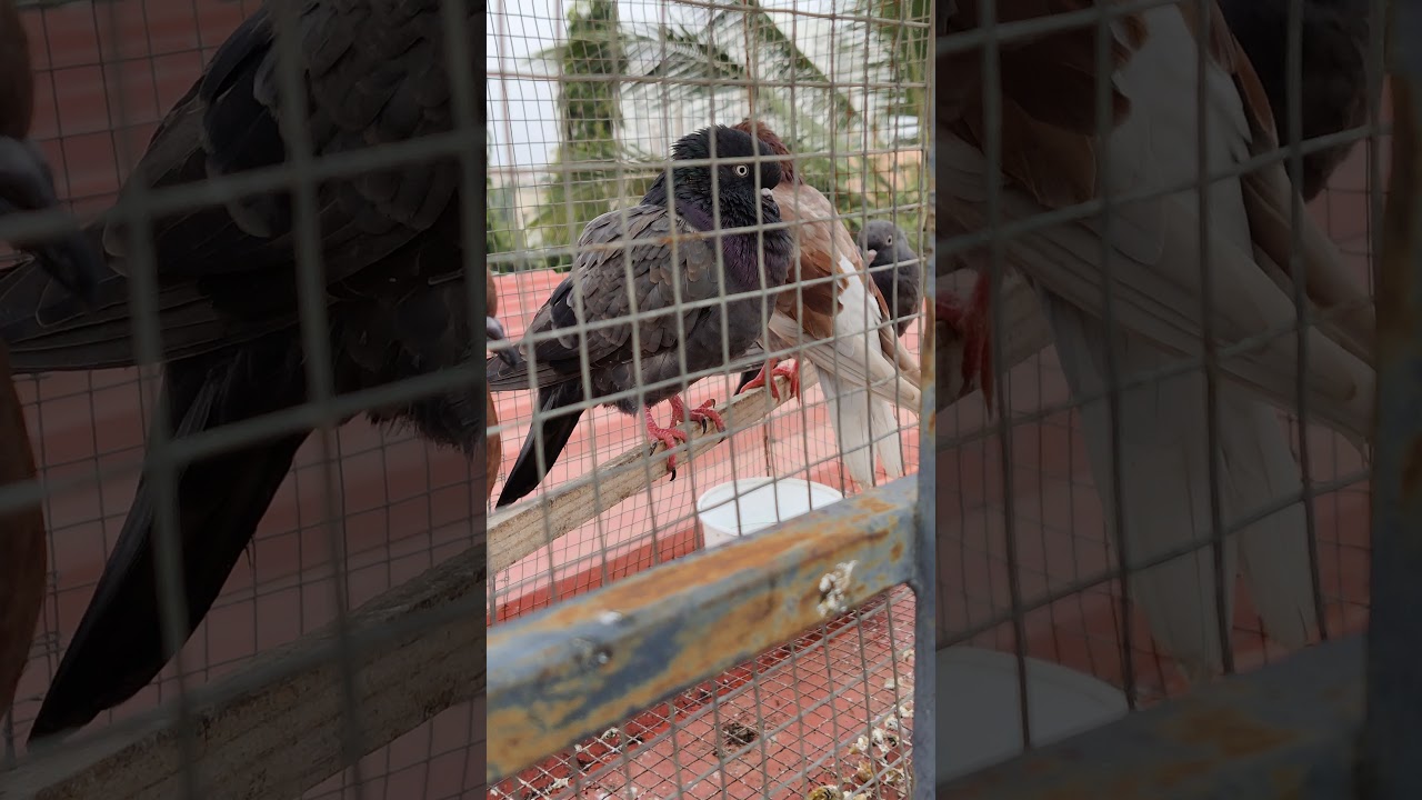 high flying pigeons 🕊️💥⚡ good quality 🕊️🕊️🕊️💯 time 🕊️