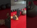 Swiss Ball Hamstring Curl