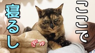 元野良猫とは思えない。怖い顔して実はマッマが好きすぎる猫。