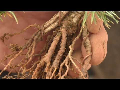 Changing the direction of the roots of a Japanese white pine tree