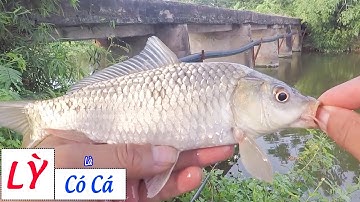 Câu Cá Chép Sông - Ngồi Lỳ Là Có Cá (Carp Fishing In VietNam)