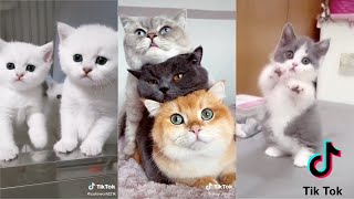 Kucing Lucu, Gemesin, Gemoy | Video Tiktok Kucing Lucu Terbaru 2020