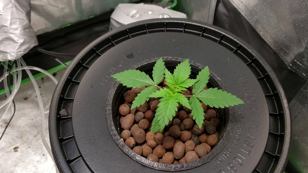 White widow 3 weeks into flower, ak47 vedge  sour jack vedge