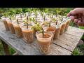 Just One Spoon The Simple Secret To Making Rose Roots And Shoots Grow Crazy 