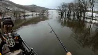 15+ Pound Giant Caught Perch Fishing